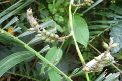 Calamus metzianus